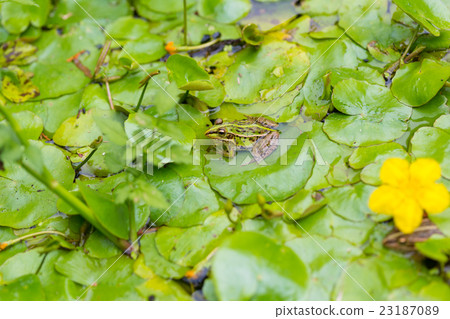 Tonosawa frog Tonosawa frog 23187089