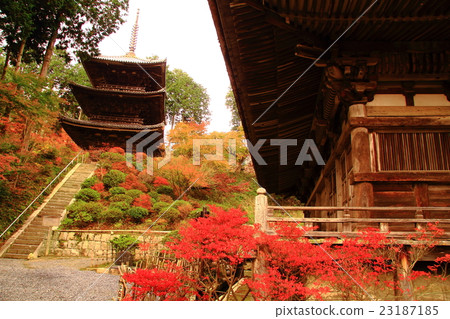 Changrakuji（滋賀縣湖南市）秋葉在選區 23187185