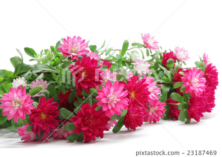 Astor's Flower 23187469