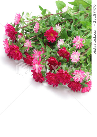 Astor's Flower 23187470