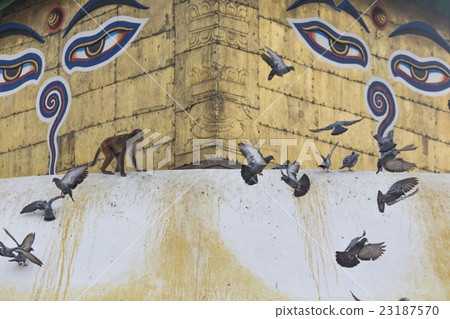 Stupa Swayambhunath Monkey temple,Kathmandu,Nepal. 23187570