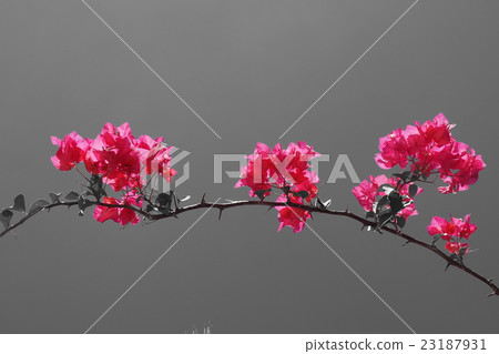Red flower of the monochrome world Red flower of the monochrome world 23187931