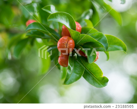 花蕾的芽 23188505