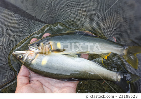 新鮮的ayu新鮮捕撈 23188528