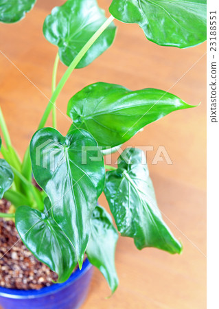 Quadrigo leaves Quadrigo leaves 23188551