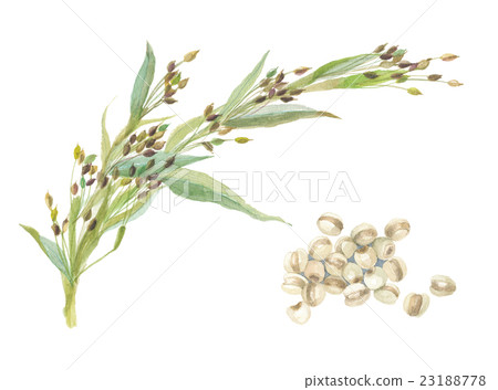 Eri Hashimoto Eri Hashimoto 23188778