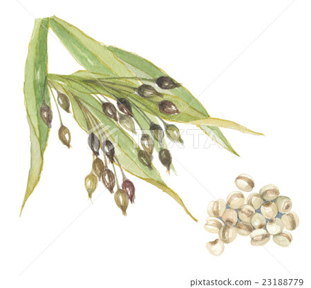 Eri Hashimoto 23188779