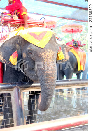 Elephant Thai 23188800