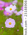 Cosmos Cosmos 23188908