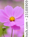 Cosmos Cosmos 23188909
