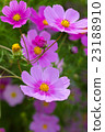 Cosmos Cosmos 23188910