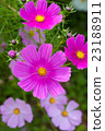 Cosmos Cosmos 23188911