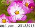 Cosmos Cosmos 23188913