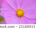 Cosmos Cosmos 23188915
