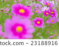 Cosmos Cosmos 23188916