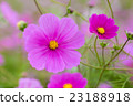 Cosmos Cosmos 23188918