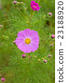 Cosmos Cosmos 23188920