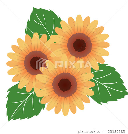 sunflower sunflower 23189285