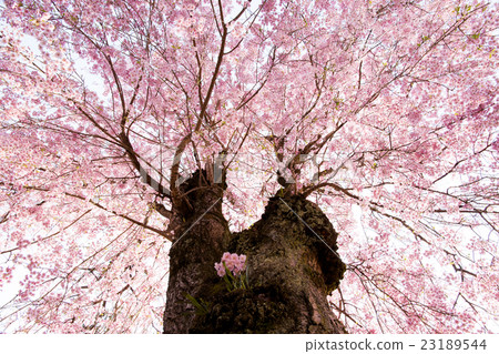 Weeping cherry tree 23189544