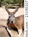 Macho kangaroo Macho kangaroo 23190107