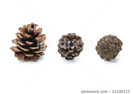 brown pine cone isolated on white background 23190153