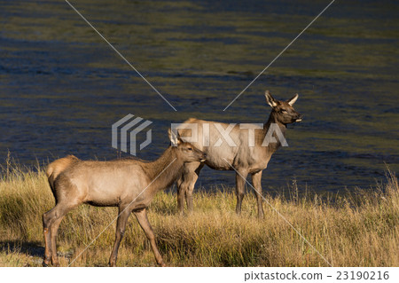 Pair of Cow Elk 23190216