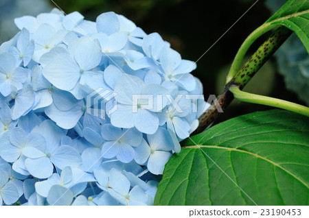 Blue hydrangea Blue hydrangea 23190453
