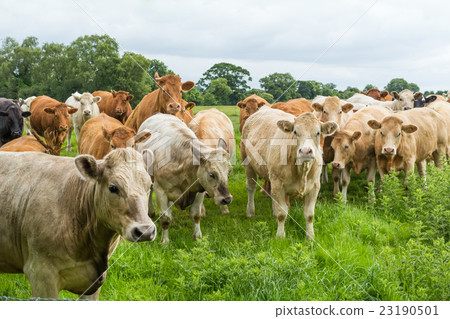 Cow and I Cow and I Cow and I Cow and I 23190501