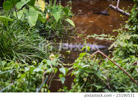 crocodile in swamp 23190531