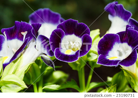 深紫色Torenia 深紫色Torenia 23190731
