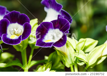 Deep purple Torenia Deep purple Torenia 23190732