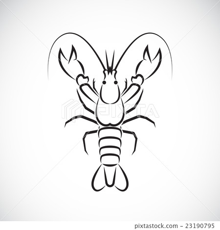 插图素材: vector image of an lobster design.