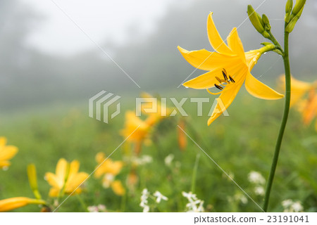 Nikko Kirishigahara Kisugehei的Nikko Kisoge和Unkai Nikko Kirishigahara Kisugehei的Nikko Kisoge和Unkai 23191041