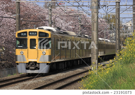 一排櫻花樹和西武新宿線 2000 系列 23191073