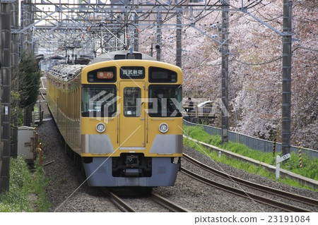 Cherry blossom trees and the Seibu Shinjuku Line 2000 series train (express - 10-car train: bound for Seibu Shinjuku) 23191084