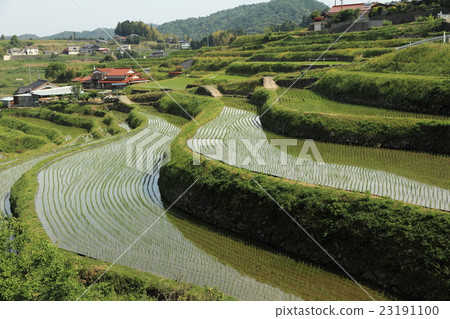 Terraced rice harvest early summer in Nakasu-Kita district, Yamaguchi 23191100