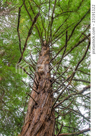 Redwood Grove in Hamurana Springs, Rotorua. Redwood Grove in Hamurana Springs, Rotorua. 23191122