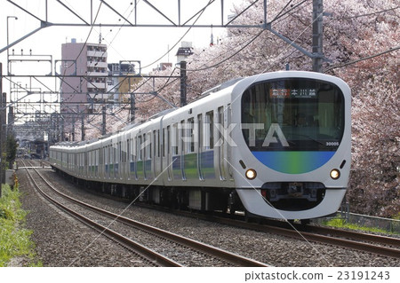 櫻花與西武新宿線30000系列列車（特快列車-10車：西武新宿至本川越） 23191243