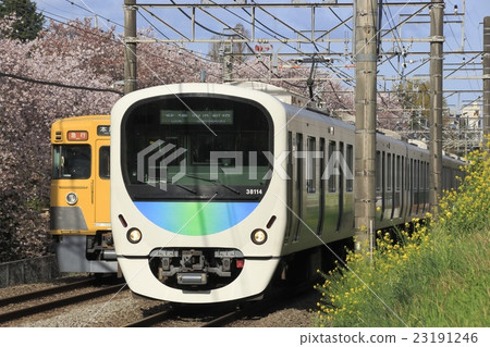 Sakura Namiki and Seibu Shinjuku Line 30000 series Sakura Namiki and Seibu Shinjuku Line 30000 series 23191246