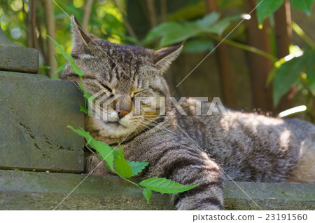 Stray cat 23191560