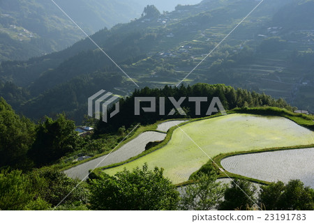 Rice paddy field of Hachiyo Rice paddy field of Hachiyo 23191783