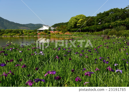 The irises garden of South Paradise The irises garden of South Paradise 23191785
