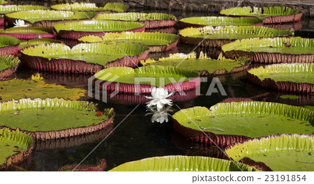 Water lily Victoria regia in Pamplemousses  23191854