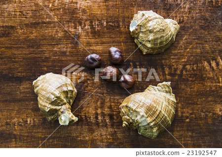Sea shells on a dark wood background 23192547