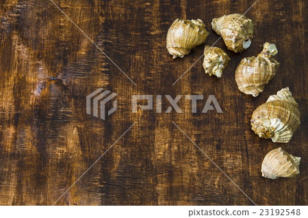Sea shells on a dark wood background 23192548