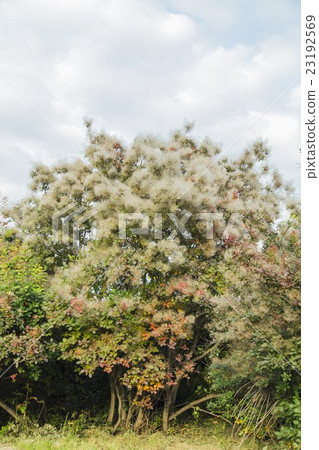 Smoketree bloom, Cotinus coggygria 23192569