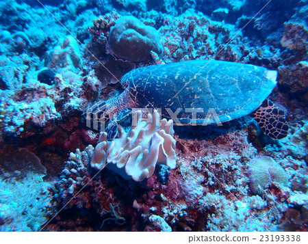 Search for turtle in Palauan sea Search for turtle in Palauan sea 23193338