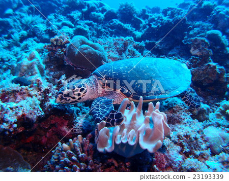 Search for turtle in Palauan sea 23193339