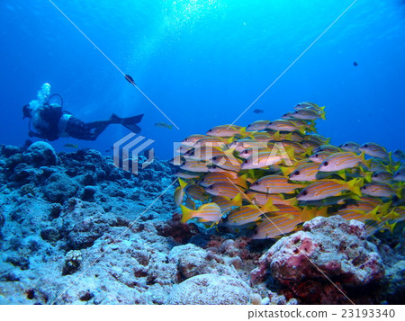 Yosugefu Dai and diver riding in the sea of Palau 23193340