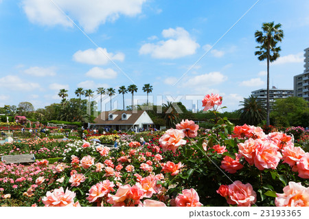 Yanzu玫瑰園橙色玫瑰花·Zambra '93和風景 Yanzu玫瑰園橙色玫瑰花·Zambra '93和風景 23193365